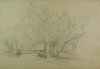 1949-1958 ca. - Scorcio di villa Lancellotti con alberi e panchine